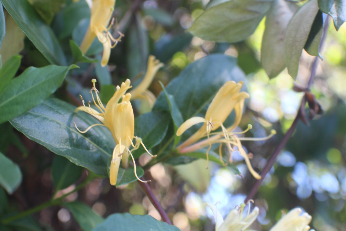 Lonicera japonica Thunb.